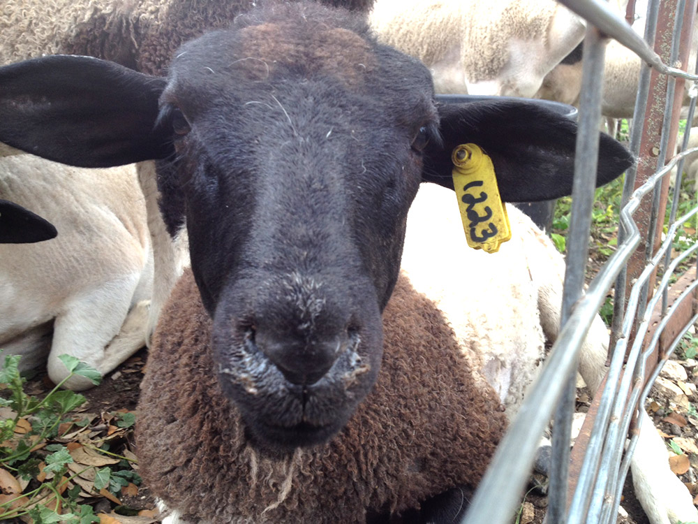 Dorper sheep from Roeder Farm.